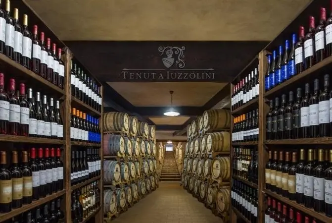Vigneti Tenuta Iuzzolini a Cirò Marina